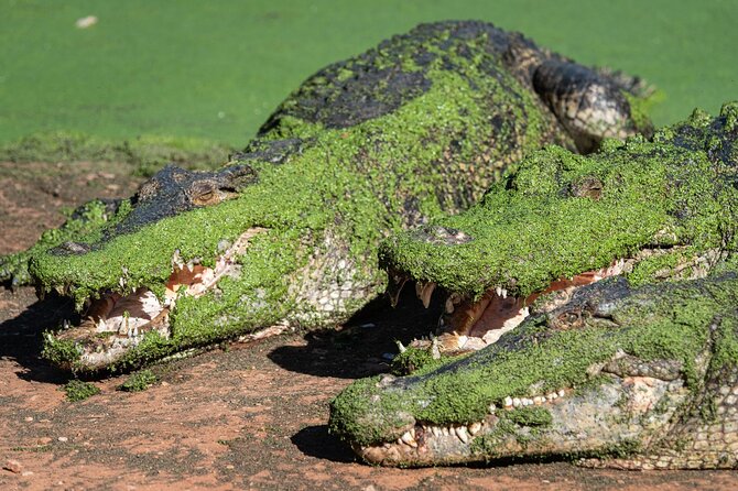 Malcolm Douglas Crocodile Park Tour Including Transportation - Practical advice for a comfortable visit