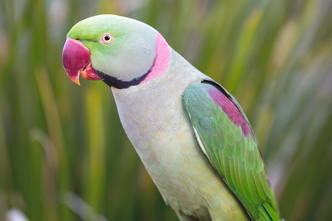 Maleny Botanic Gardens Bird Aviary Experience Ticket - Who will enjoy this most
