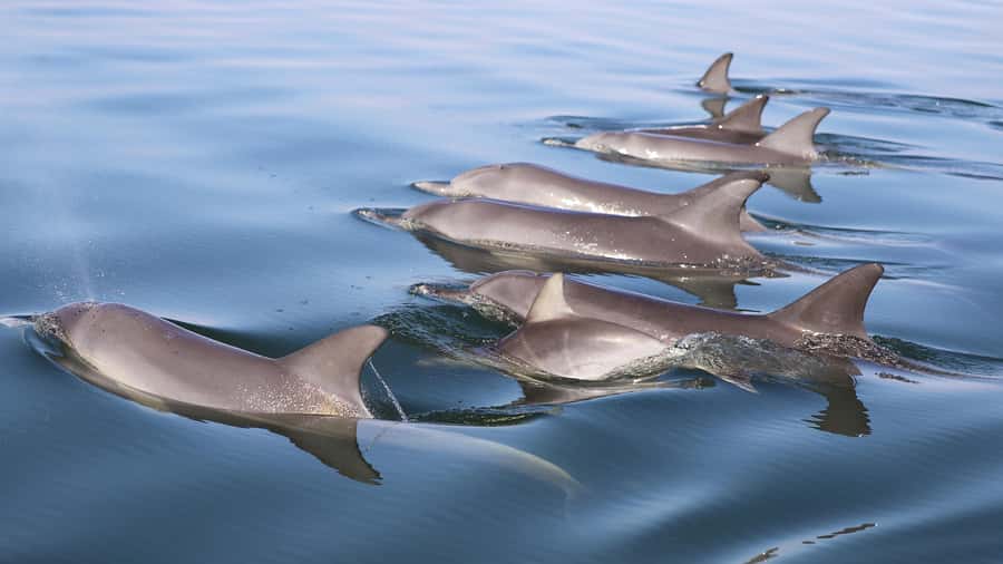Mandurah: Dolphin and Views Cruise - Accessibility and practical comfort