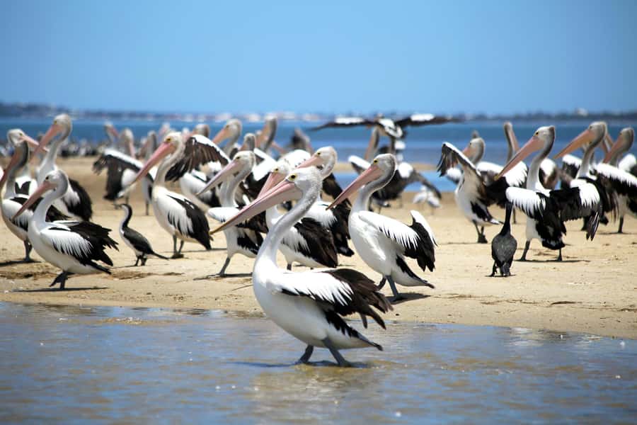 Mandurah: Dolphin and Views Cruise - Is $31 good value for 75 minutes?