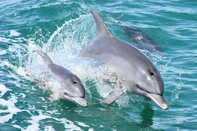 Mandurah Dolphin Cruise and Views - Key points before you book