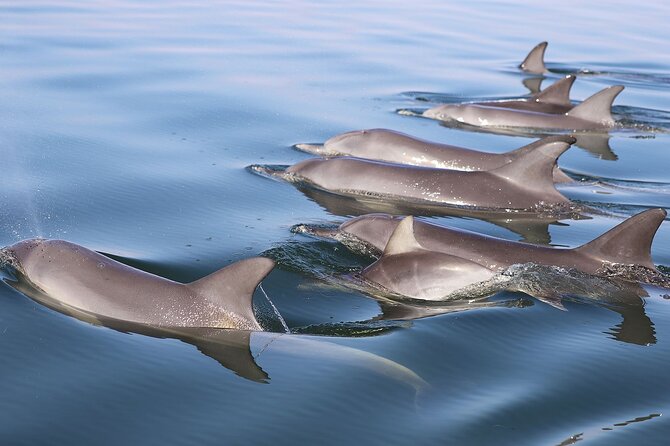 Mandurah Dolphin Cruise and Views - Through the Venetian canals and Port Bouvard