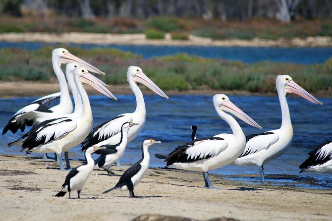 Mandurah Dolphin Cruise and Views - The ocean mouth and the end of the route