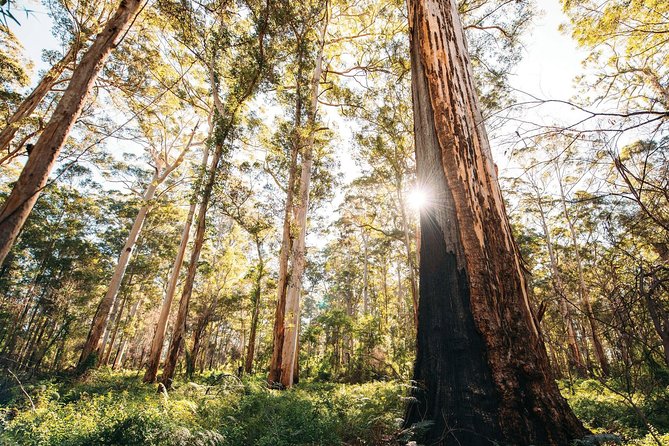 Margaret River 3 Day Escape - Day One: Mandurah, Timber Craft, and Geographe Bay