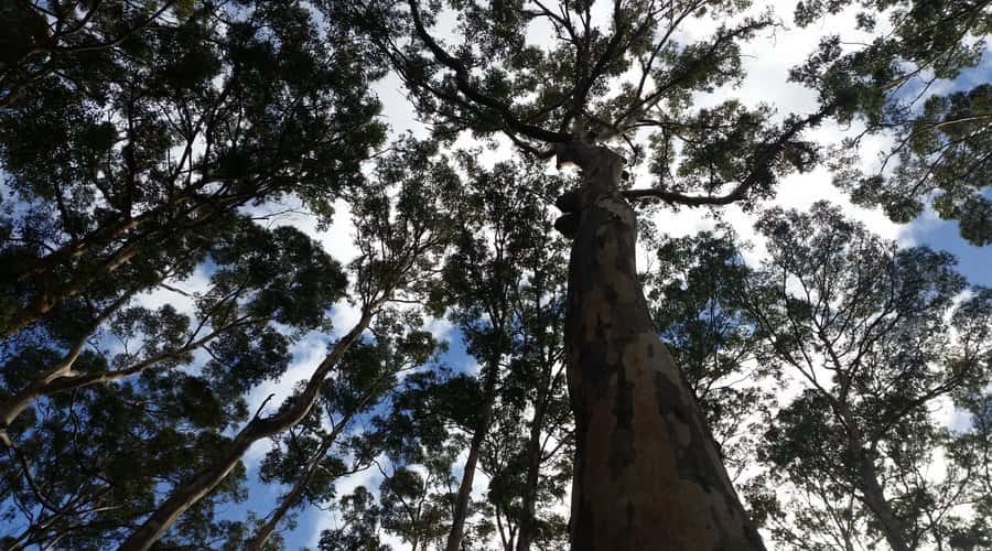 Margaret River and Busselton Jetty: Day Trip from Perth - What $176 buys you