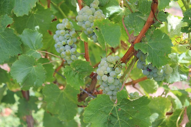 Margaret River Small-Group Full-Day Wine & Food Tour - Ending with an ale at The Servo Taphouse