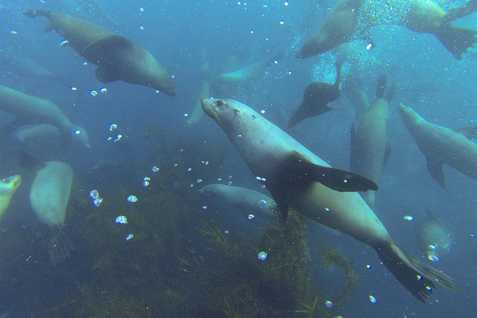 Maria Island Cruise and Guided Walk Day Tour with Lunch and Drinks - Wildlife watching from seals to dolphins