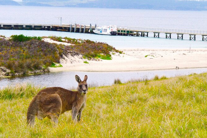 Maria Island Cruise and Guided Walk Day Tour with Lunch and Drinks - Darlington Convict Settlement and the two-hour walk