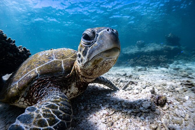 Marine Eco Safari - Swim with Manta Rays - Morning tea and a visit to the turtle sanctuary