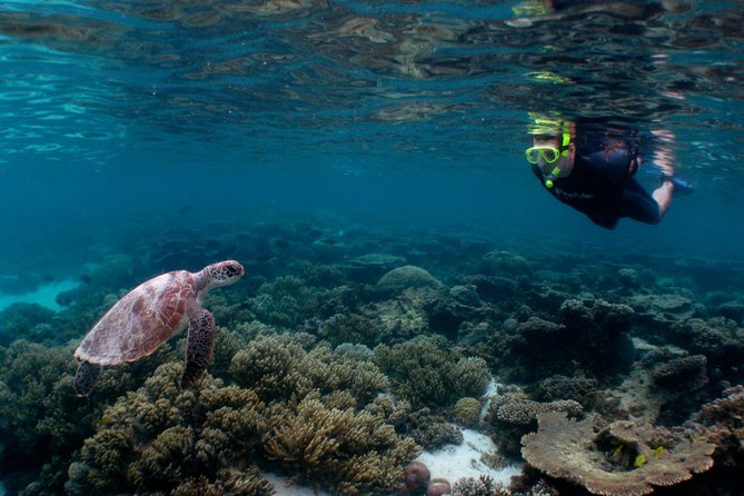 Marine Eco Safari - Swim with Manta Rays - The final afternoon snorkel completes the day