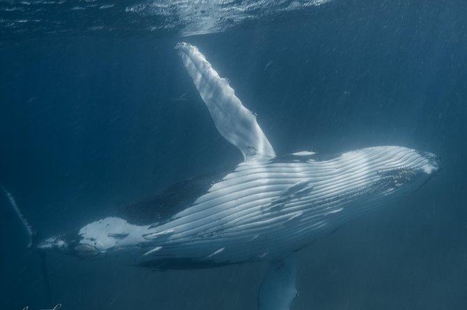 Marine Eco Safari - Swim with Manta Rays - What the $466 price really covers