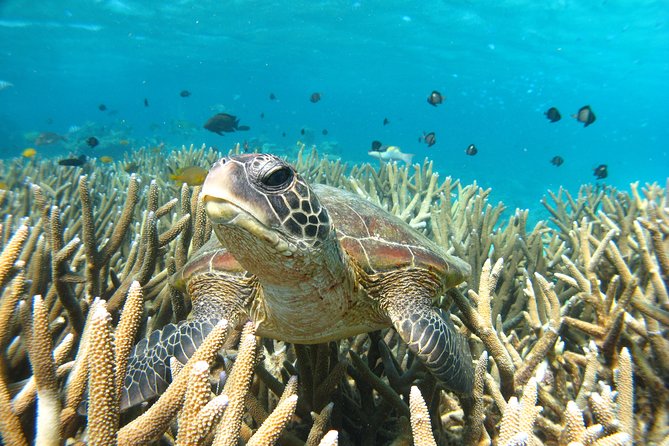 Marine Eco Safari - Swim with Manta Rays - Swimming ability, comfort, and what to pack
