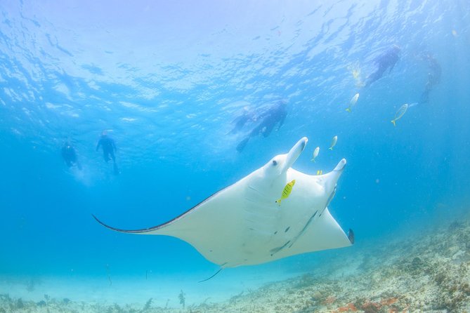 Marine Eco Safari - Swim with Manta Rays - Bills Bay brings the first coral views