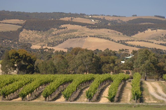 McLaren Vale and Glenelg Wine Tasting and Sightseeing (Half-day Afternoon) - Is $63.83 a fair price?