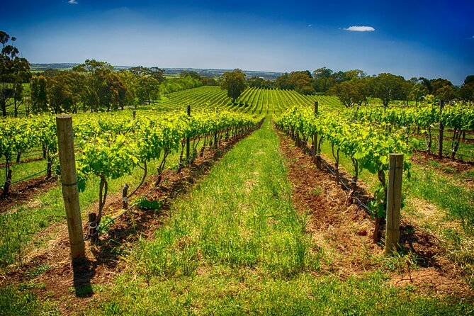 McLaren Vale Winery Small Group Tour with Wine Tasting and Lunch - Lunch at a winery: regional food between tastings