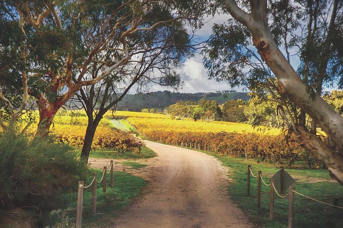 McLaren Vale Winery Small Group Tour with Wine Tasting and Lunch - Maxwell Wines: a working winery introduction