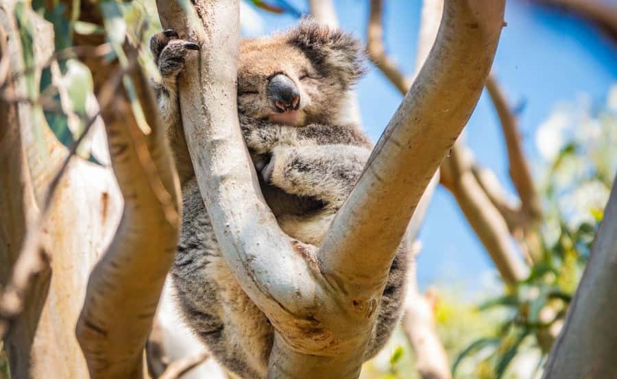 Melbourne: 12 Apostles Sunset Tour - Less Crowds - Kennett River is the wildlife moment