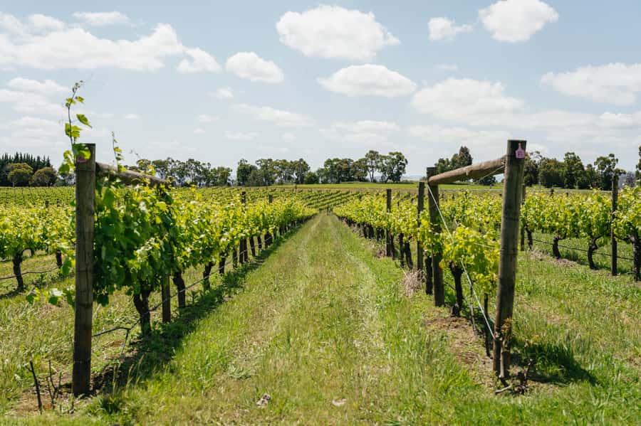 Melbourne: Full-Day Yarra Valley Wine Experience with Lunch - Why this Yarra Valley day trip works