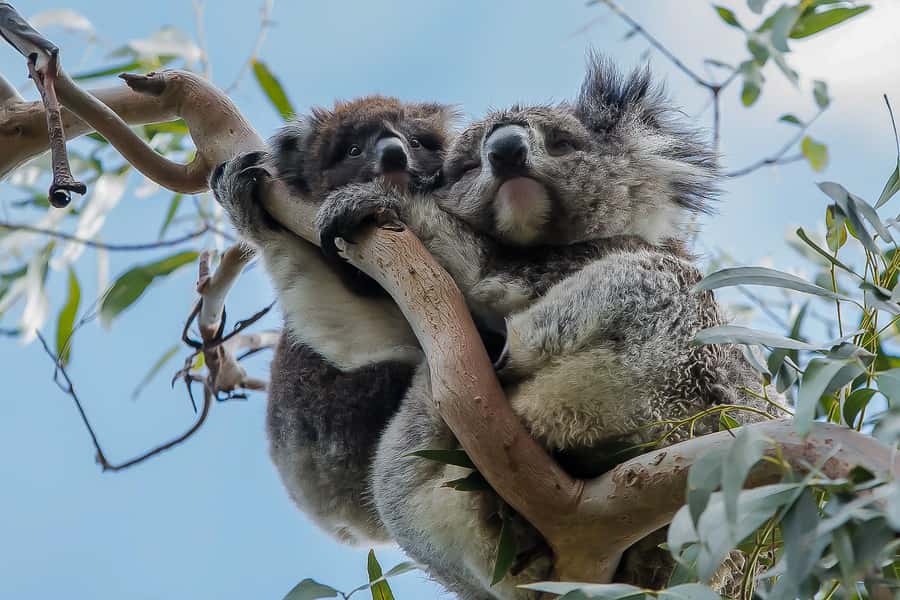 Melbourne: Great Ocean Road 12 Apostles & Rainforest Tour - Anglesea brings the first ocean views