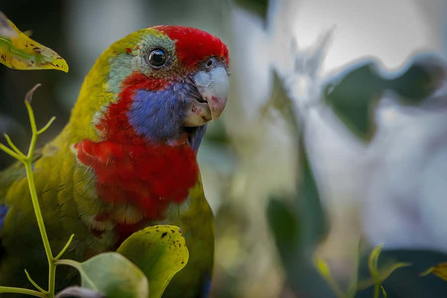 Melbourne: Great Ocean Road 12 Apostles & Rainforest Tour - Apollo Bay is your practical lunch break