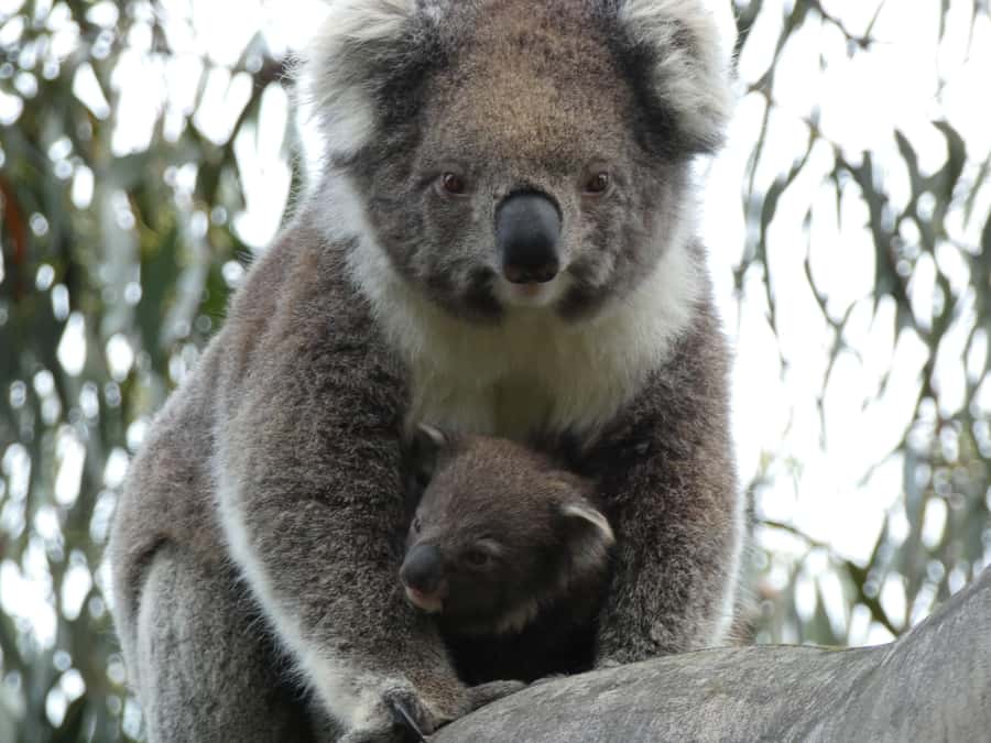 Melbourne: Great Ocean Road & Wildlife Tour for Backpackers - Loch Ard Gorge and the shipwreck story