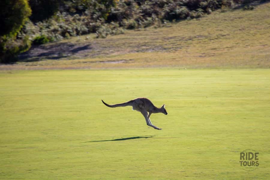 Melbourne: Great Ocean Road & Wildlife Tour for Backpackers - Apollo Bay gives the day breathing room