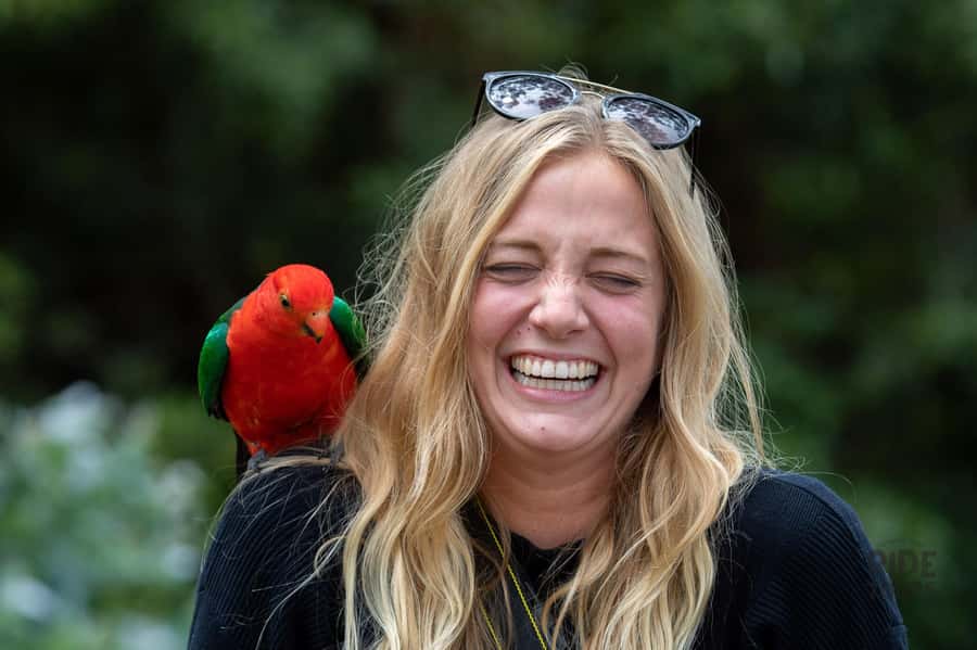 Melbourne: Great Ocean Road & Wildlife Tour for Backpackers - How the transport and group style affect your day