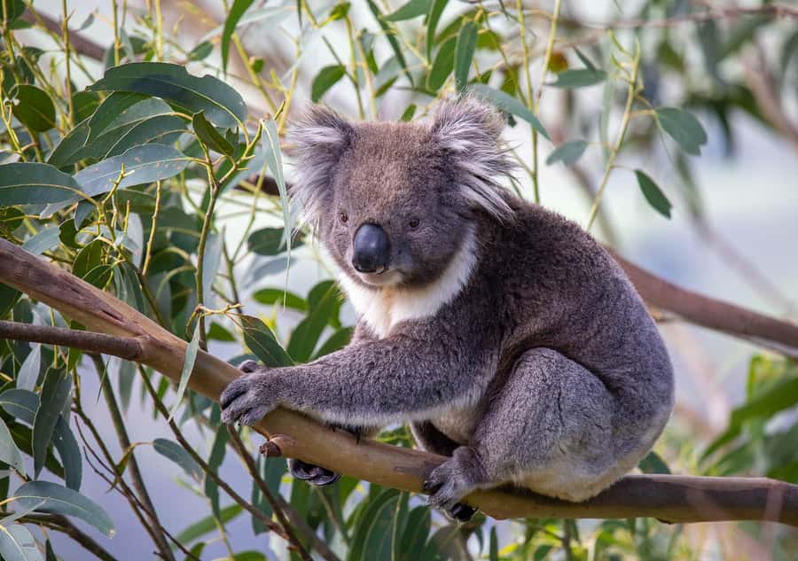 Melbourne: Great Ocean Road & Wildlife Tour for Backpackers - Starting with the Twelve Apostles