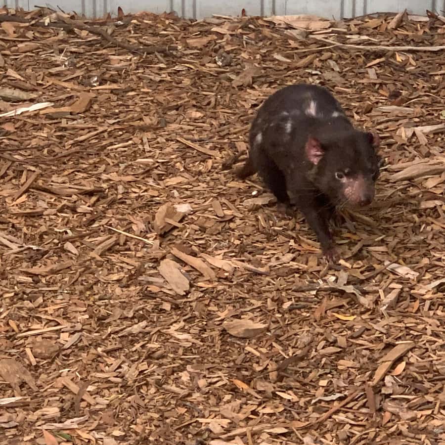 Melbourne: Moonlit Sanctuary and Brighton Beach Boxes Tour - Wildlife Encounters That Make The Trip Worthwhile