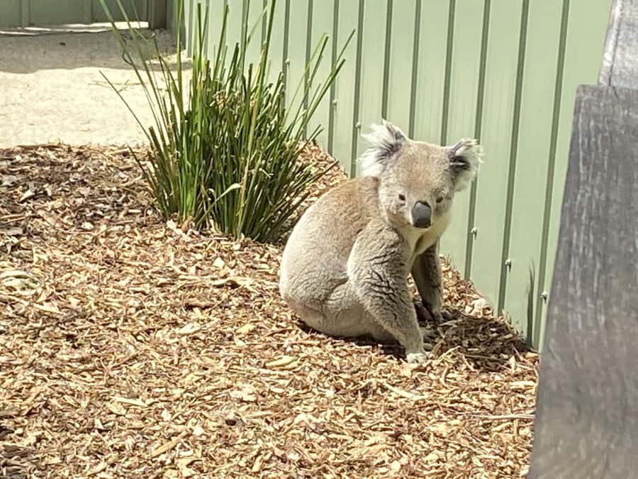Melbourne: Moonlit Sanctuary and Brighton Beach Boxes Tour - Who Will Enjoy This Morning Most?