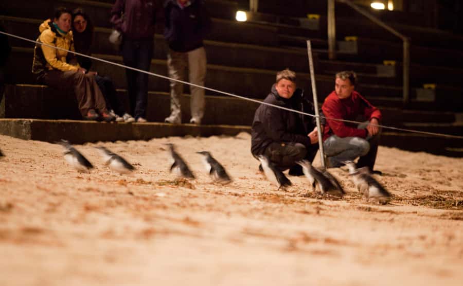 Melbourne: Phillip Island Tour & Penguin Parade - Why this Phillip Island day trip works