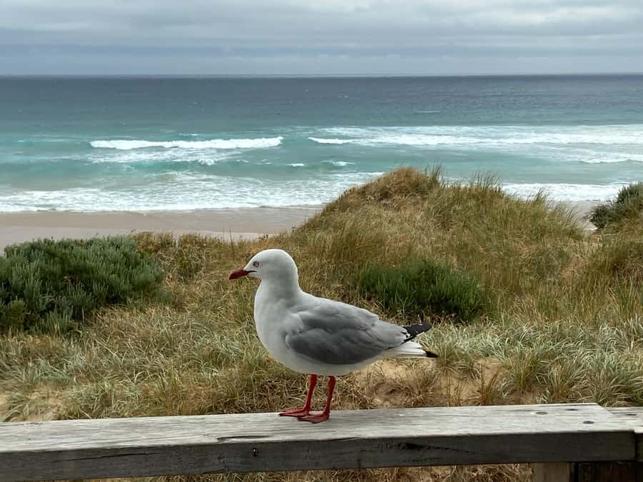 Melbourne: Phillip Island Tour & Penguin Parade - The Nobbies and Seal Rock views