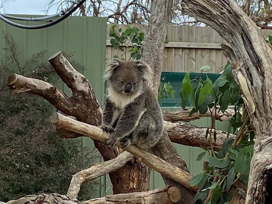 Melbourne: Phillip Island Tour & Penguin Parade - Who should book this tour?