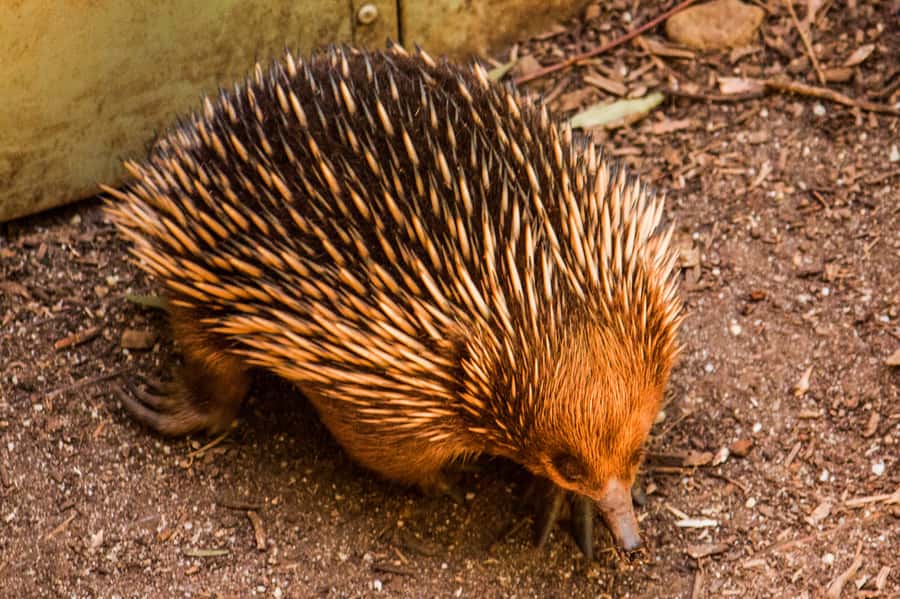 Melbourne: Puffing Billy & Healesville Sanctuary Scenic Tour - Key points at a glance