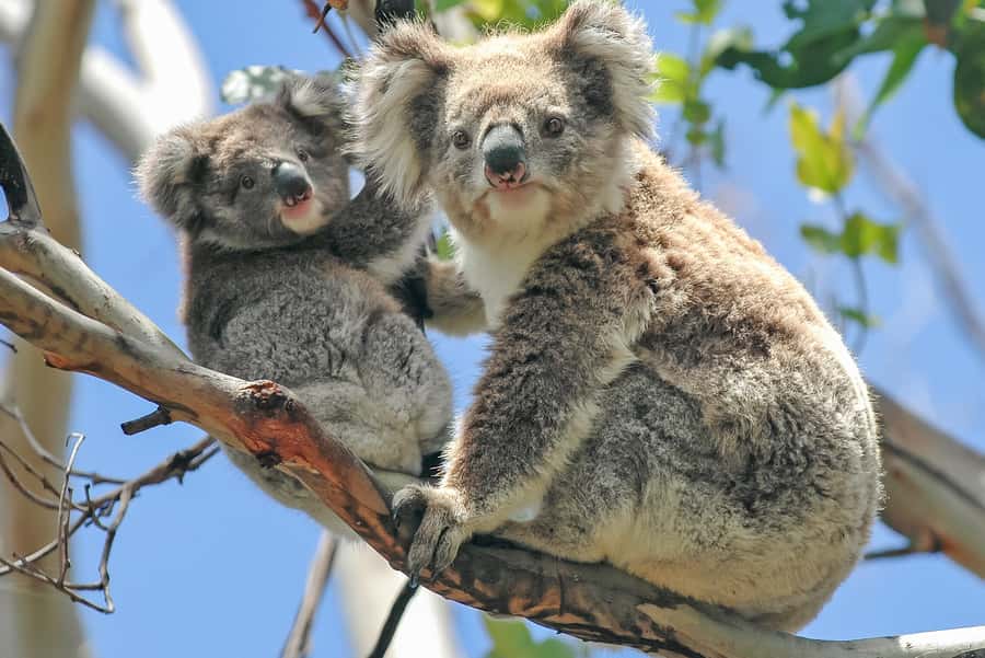 Melbourne: Puffing Billy & Healesville Sanctuary Scenic Tour - Why this makes sense from Melbourne
