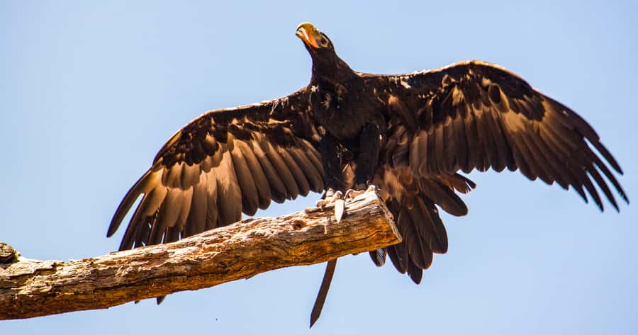 Melbourne: Puffing Billy & Healesville Sanctuary Scenic Tour - Timing, transport, and the shape of the day