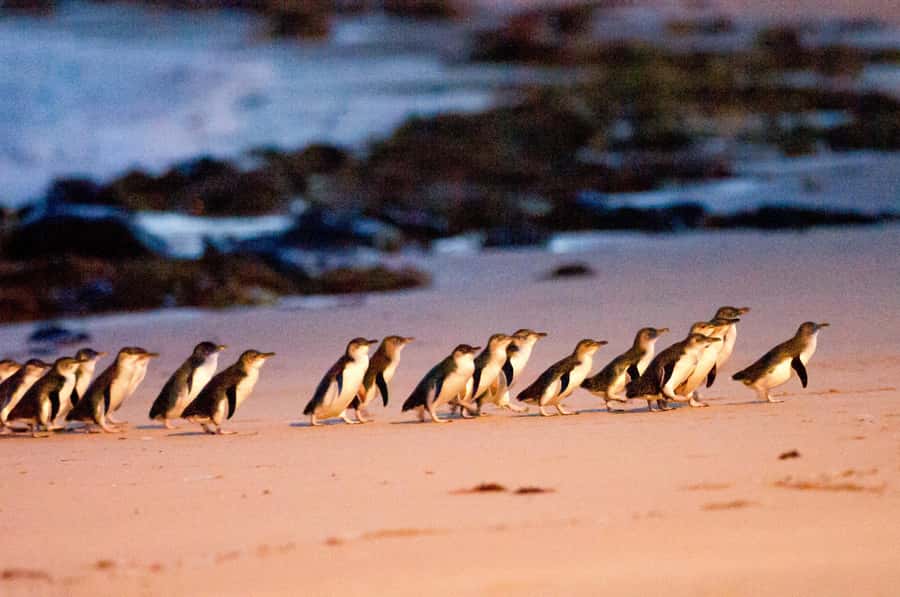 Melbourne: Puffing Billy Penguin Parade Brighton Boxes Tour - Key points to know before booking