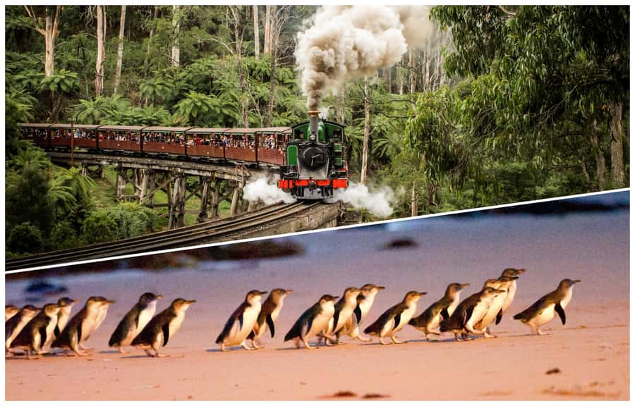 Melbourne: Puffing Billy Railway & Penguin Parade Day Tour - Why this tour works as a Melbourne day trip