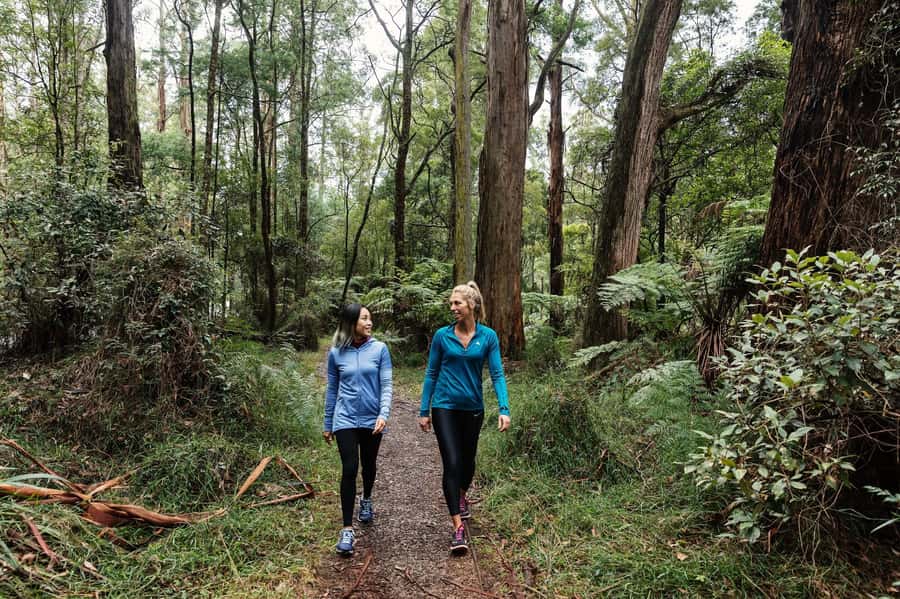 Melbourne: Puffing Billy Railway & Rainforest Tour - What you see from the open carriage