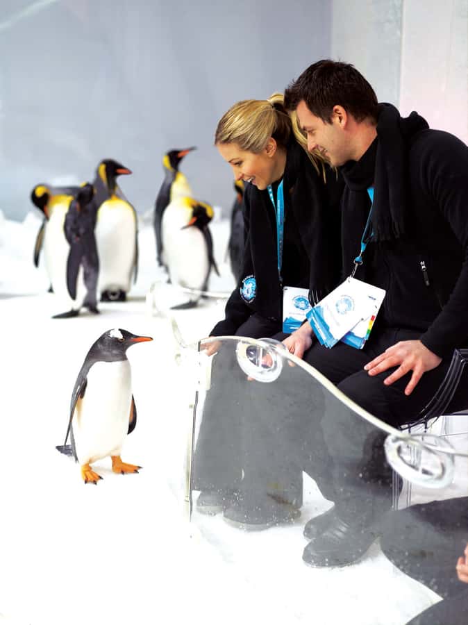Melbourne: SEA LIFE Aquarium Entrance Ticket - Bay of Rays brings the big animals close