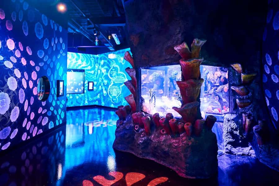 Melbourne: SEA LIFE Aquarium Entrance Ticket - Seahorses, weedy dragons, and the unusual elephant shark