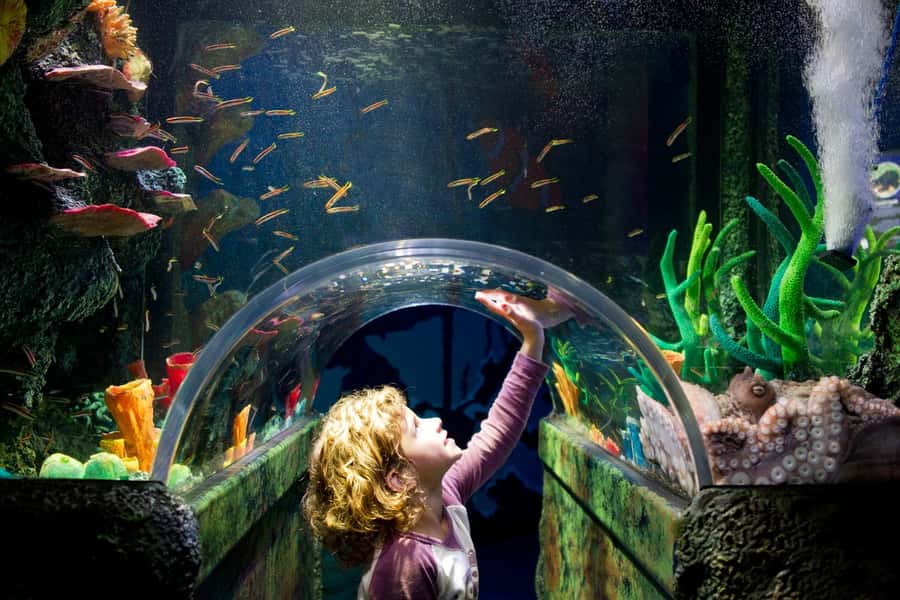Melbourne: SEA LIFE Aquarium Entrance Ticket - The Antarctic penguins are the main event