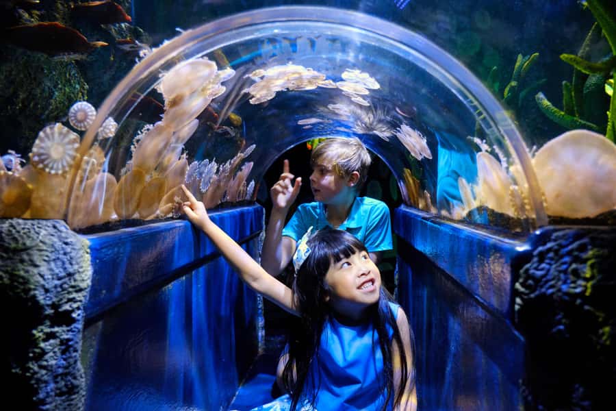 Melbourne: SEA LIFE Aquarium Entrance Ticket - The first exhibits set the tone