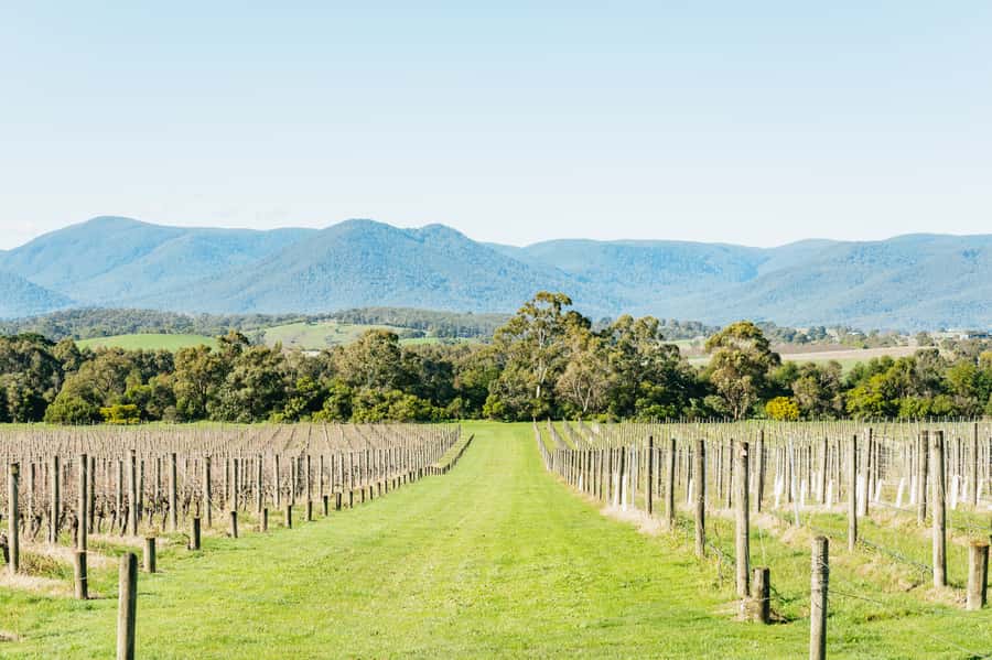 Melbourne: Yarra Valley Wine, Cider, Gin, Beer, & Choc Tour - Yarra Valley Chocolaterie: twelve chocolates to finish