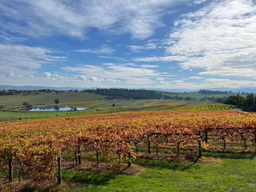 Melbourne: Yarra Valley Wine Tour + Lunch & Gin/Beer Option - What the $137 price really covers