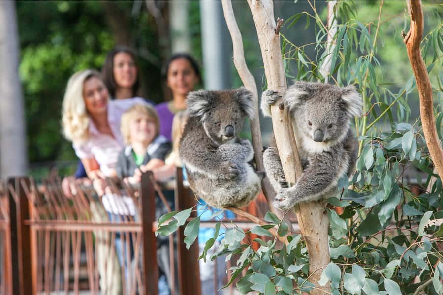 Melbourne Zoo: 1-Day Entry Ticket - Getting to Melbourne Zoo from the City Centre