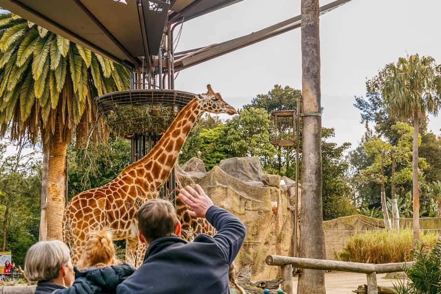 Melbourne Zoo: 1-Day Entry Ticket - Lion Gorge and the Big Cats