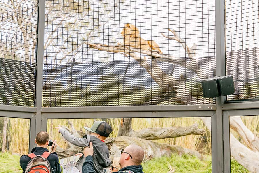 Melbourne Zoo: 1-Day Entry Ticket - Butterflies, Meerkats, and Smaller Encounters
