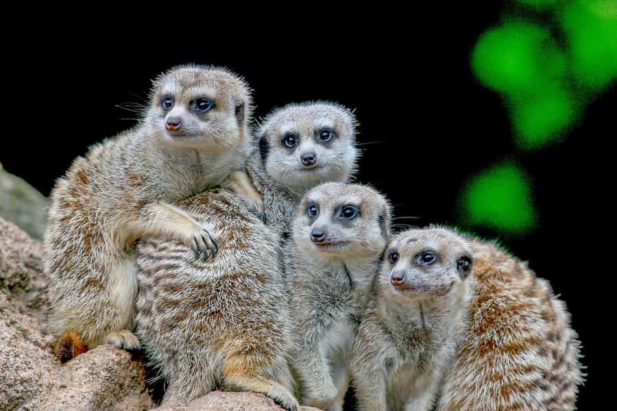 Melbourne Zoo: 1-Day Entry Ticket - Keeper Presentations Add More Than a Sign