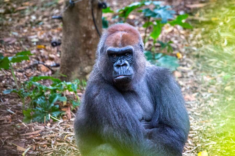 Melbourne Zoo: 1-Day Entry Ticket - How Long Should You Stay?